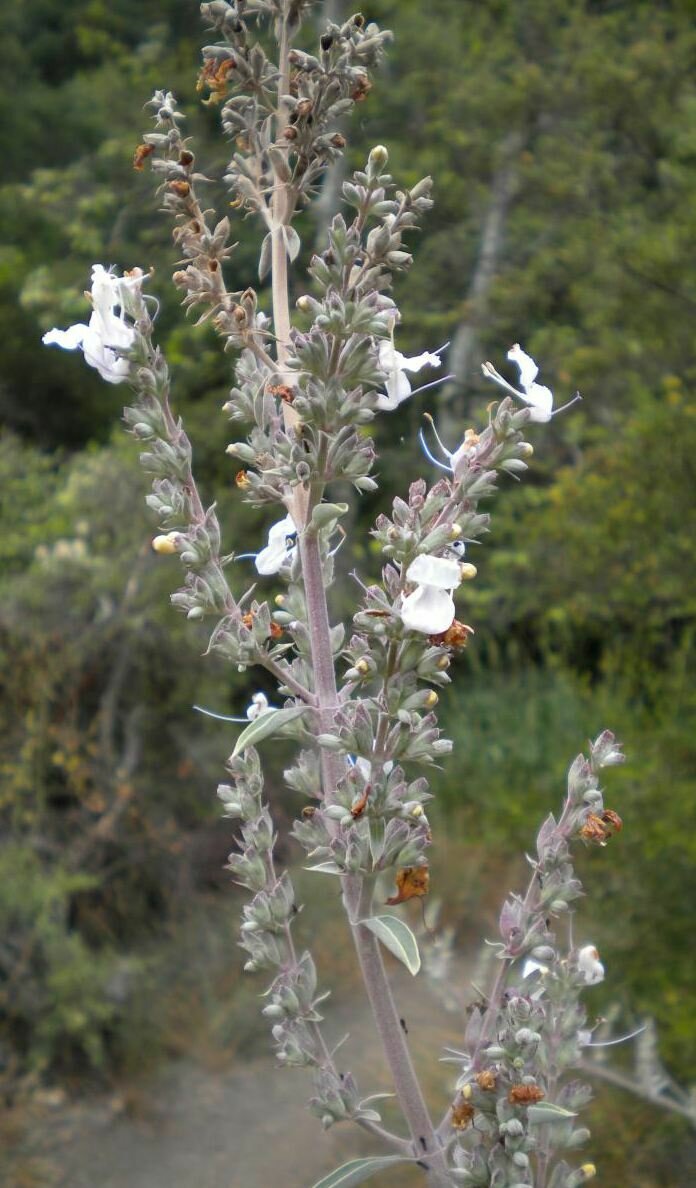 High Resolution Salvia apiana Flower
